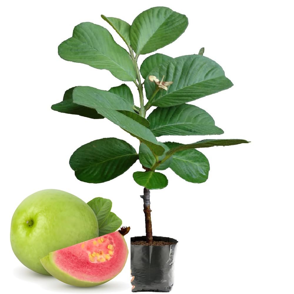 Red Diamond Jamfal / Red Diamond Guava (રેડ ડાયમંડ જામફળ)